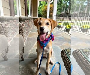 Labrador Retriever-Unknown Mix Dogs for adoption in Arlington, VA, USA