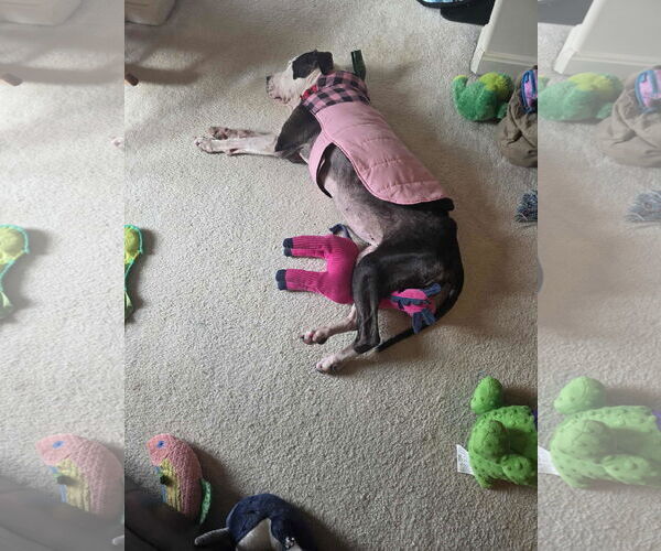 Medium Photo #17 Great Dane-Unknown Mix Puppy For Sale in Spotsylvania, VA, USA