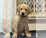 Small Photo #9 Labrador Retriever Puppy For Sale in LIBERTY, SC, USA