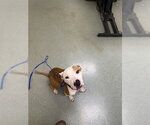 Small #1 Labrador Retriever-Staffordshire Bull Terrier Mix