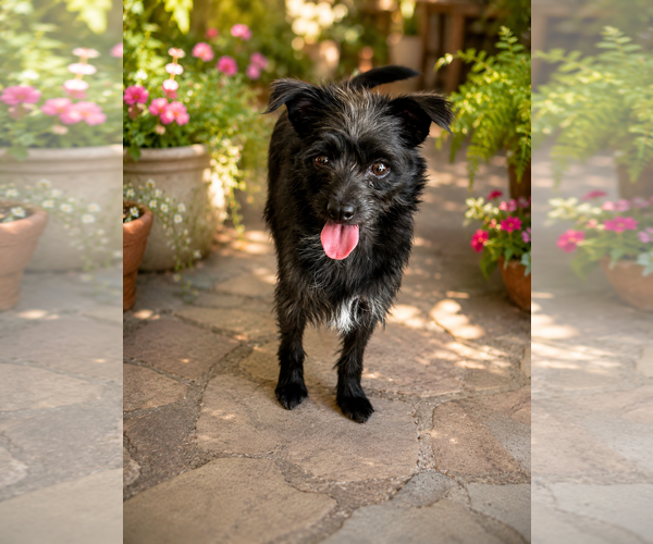 Medium Photo #1 Cairn Terrier-Unknown Mix Puppy For Sale in Phoenix, AZ, USA