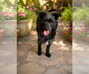 Cairn Terrier-Unknown Mix Dogs for adoption in Phoenix, AZ, USA