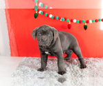 Small Photo #11 Cane Corso Puppy For Sale in BOURBON, IN, USA