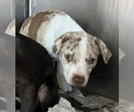 Small #3 Catahoula Leopard Dog-Labrador Retriever Mix