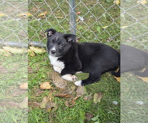 Skeeter - Male Mutt Dog for Adoption - Photo #3