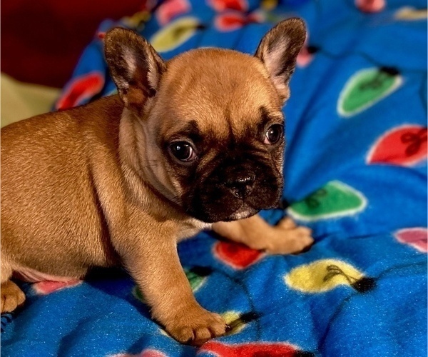 Medium Photo #1 French Bulldog Puppy For Sale in NUNNELLY, TN, USA