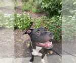 Small #3 American Pit Bull Terrier Mix