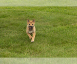Small Photo #41 Shiba Inu Puppy For Sale in MILLERSBURG, IN, USA