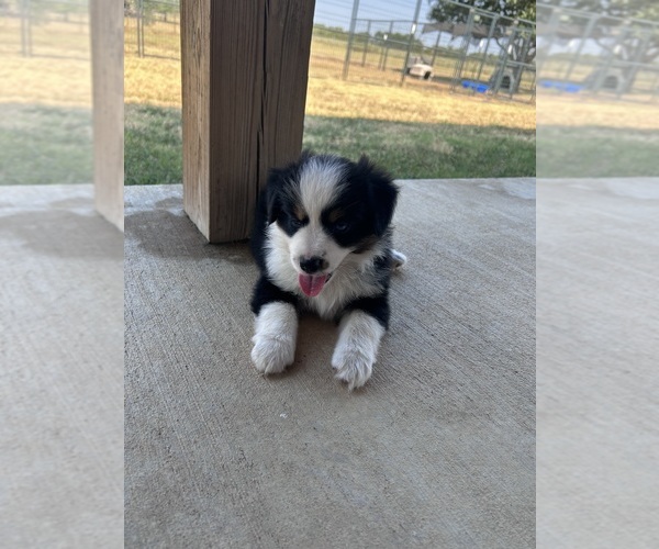 Medium Photo #7 Miniature Australian Shepherd Puppy For Sale in CANTON, TX, USA