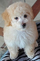 Poodle (Toy) Puppy for sale in ATL, GA, USA