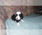 Small Photo #7 Border Collie Puppy For Sale in AIKEN, SC, USA