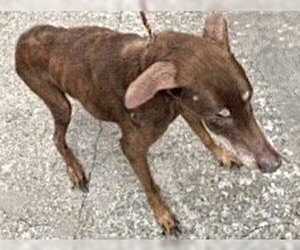 Doberman Pinscher Dogs for adoption in Houston, TX, USA