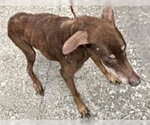Small Doberman Pinscher