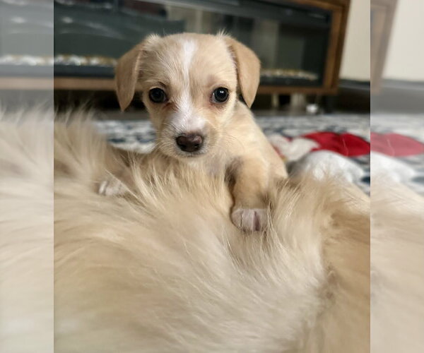 Medium Photo #4 Chihuahua-Unknown Mix Puppy For Sale in Valrico, FL, USA