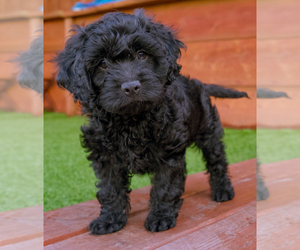 Cockapoo Puppy for sale in RICHMOND, CA, USA