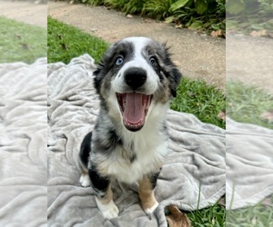 Australian Shepherd Litter for sale in SALISBURY, NC, USA