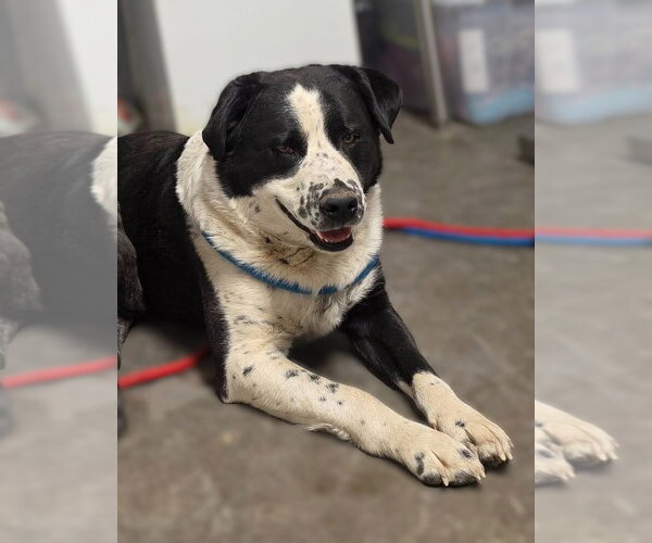 Medium Photo #1 American Pit Bull Terrier-Border Collie Mix Puppy For Sale in Las Vegas, NM, USA