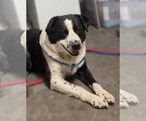 American Pit Bull Terrier-Border Collie Mix Dogs for adoption in Las Vegas, NM, USA