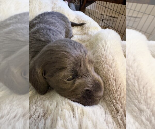 Medium Photo #2 Dachshund Puppy For Sale in BLAIRSVILLE, PA, USA