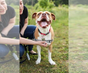 Emma - Female American Staffordshire Terrier-Unknown Mix Dog for Adoption - Photo #13