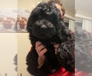 Labradoodle Puppy for sale in ALPHARETTA, GA, USA