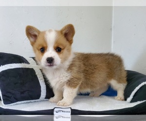 Pembroke Welsh Corgi Puppy for sale in CLARK, MO, USA