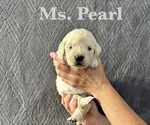 Puppy Pearl English Cream Golden Retriever