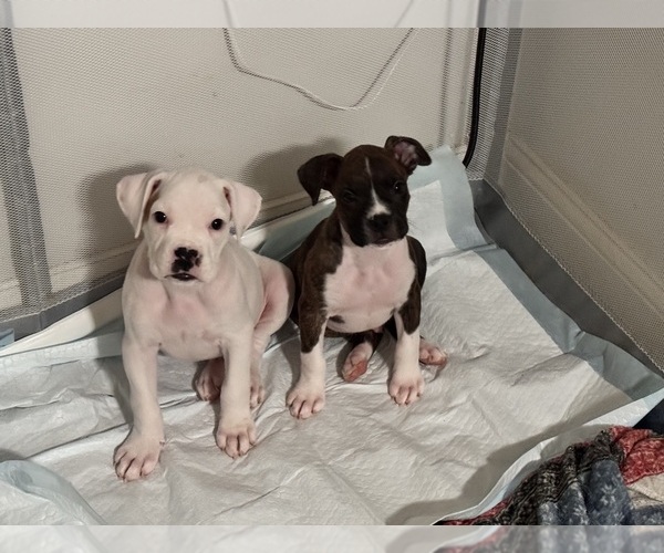 Medium Photo #8 Boxer Puppy For Sale in FAYETTEVILLE, GA, USA