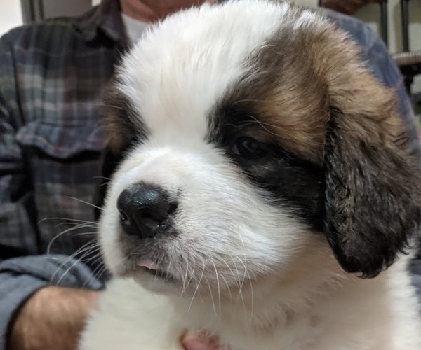 Medium Photo #1 Saint Bernard Puppy For Sale in ENDICOTT, NY, USA
