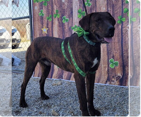 Medium Photo #6 German Shorthaired Pointer-Treeing Walker Coonhound Mix Puppy For Sale in Stover, MO, USA