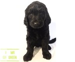 Small Photo #1 Goldendoodle Puppy For Sale in JEROME, ID, USA
