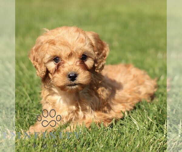 Medium Photo #1 Cavapoo (Miniature) Puppy For Sale in RONKS, PA, USA