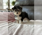 Small #1 Morkie
