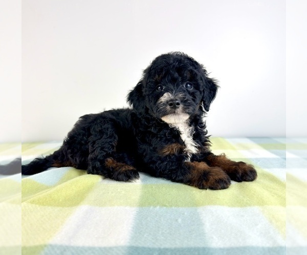 Medium Photo #1 Bernedoodle (Miniature) Puppy For Sale in GREENFIELD, IN, USA