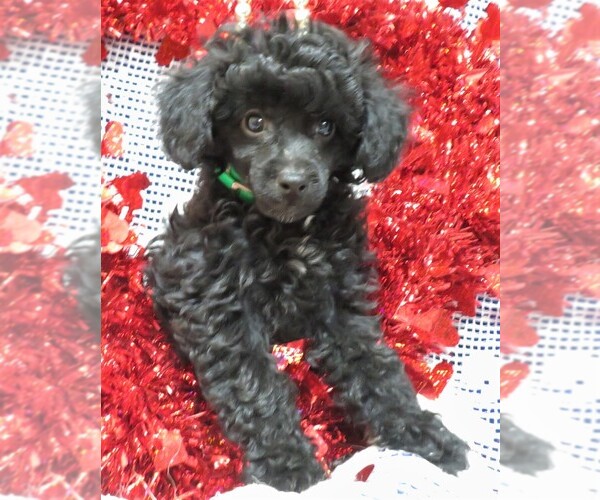 Medium Photo #1 Poodle (Miniature) Puppy For Sale in HARTVILLE, MO, USA
