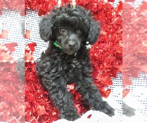 Poodle (Miniature) Puppy for sale in HARTVILLE, MO, USA