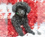 Small Photo #1 Poodle (Miniature) Puppy For Sale in HARTVILLE, MO, USA