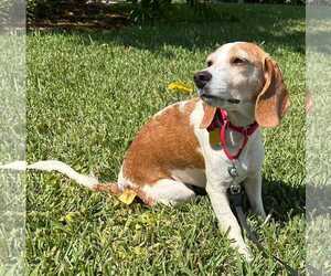 Teela - Female Beagle Dog for Adoption - Photo #15