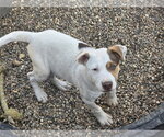 Small Mutt