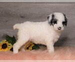 Small #5 Poodle (Standard)