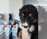 Small Photo #5 Australian Shepherd Puppy For Sale in SAINT AUGUSTINE, FL, USA