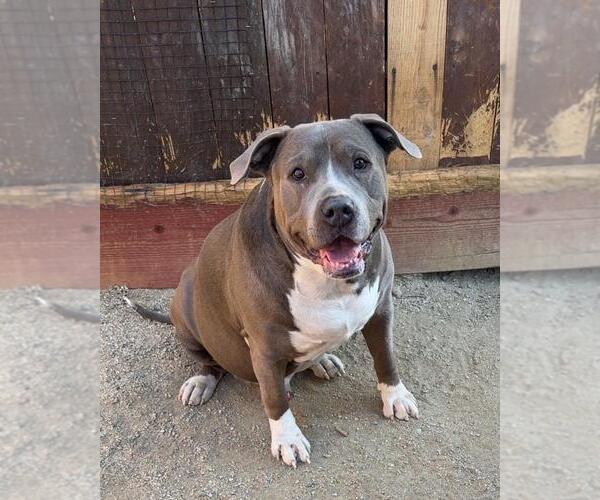 Medium Photo #4 Mutt Puppy For Sale in Incline Village, NV, USA