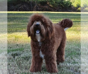 Mother of the Goldendoodle (Miniature) puppies born on 03/31/2024