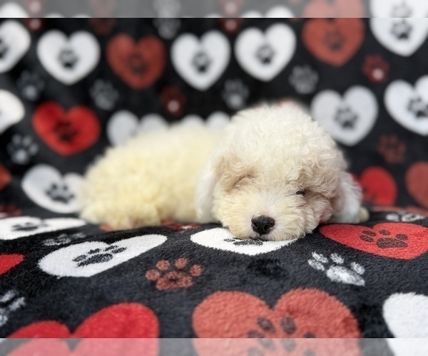 Medium Photo #7 Bichpoo Puppy For Sale in LAKELAND, FL, USA