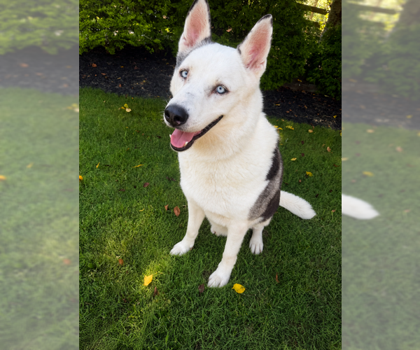 Medium Photo #2 Siberian Husky Puppy For Sale in Cumming, GA, USA