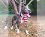 Small #21 American Pit Bull Terrier-American Staffordshire Terrier Mix