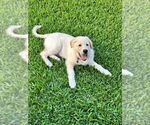 Small #1 Anatolian Shepherd-Great Pyrenees Mix