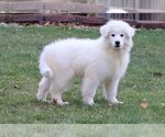 Small Photo #3 Samoyed Puppy For Sale in FREDERICKSBG, OH, USA