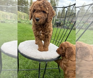 Double Doodle Puppy for sale in SPOKANE, WA, USA
