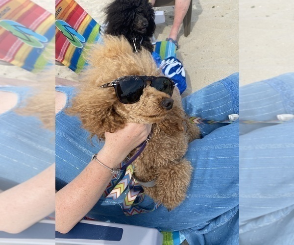 Medium Photo #1 Poodle (Miniature) Puppy For Sale in EAST AMHERST, NY, USA